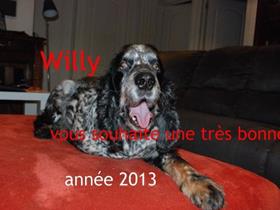 Willy : Cocker Spaniels:  meilleurs voeux (3 semaines après sa chirurgie)