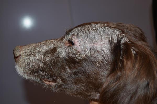 30+ Anfangsstadium leishmaniose hund bilder , Leishmaniasis Parasites parasitic skin conditions