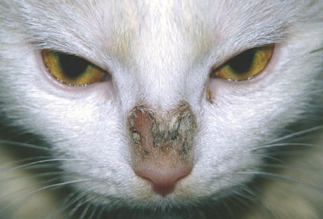 Dermatophyties Teigne Du Chat Medecine Feline Services Medicaux
