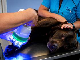 Phovia: a tool for reducing antibiotic use in veterinary dermatology