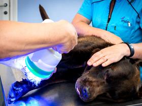 Phovia: a tool for reducing antibiotic use in veterinary dermatology