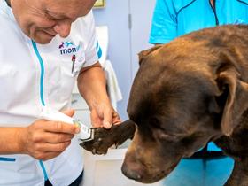 Phovia: a tool for reducing antibiotic use in veterinary dermatology
