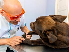 Phovia: a tool for reducing antibiotic use in veterinary dermatology