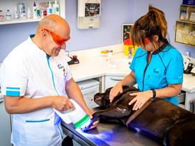 Phovia: a tool for reducing antibiotic use in veterinary dermatology