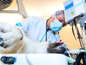 Anesthesia is monitored - Surgery in our practice