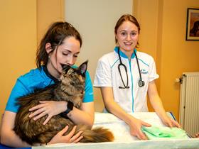 Medical consultation - Veterinary consutation with appointements