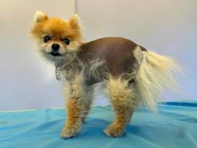 Alopecia X in Pomeranian - News