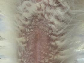 Alopecia X Loulou Poméranie Abdomen mit flaumig-wolligem Fell