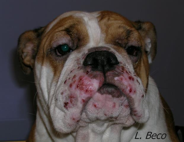 is cellulitis in dogs contagious